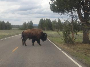 bison yellowstone