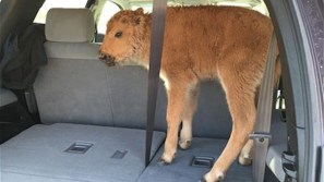 bison_calf