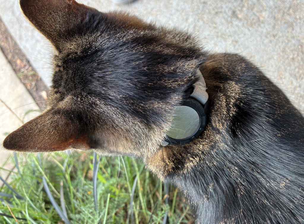 Close-up view of the back of a cat's head with a collar and a round tag, surrounded by greenery.
