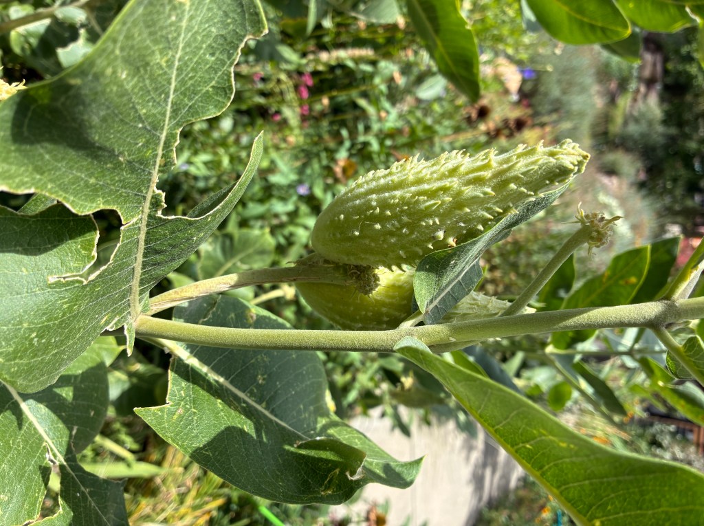 Close-up of a green, spiky fruit growing on a plant, surrounded by large green leaves.