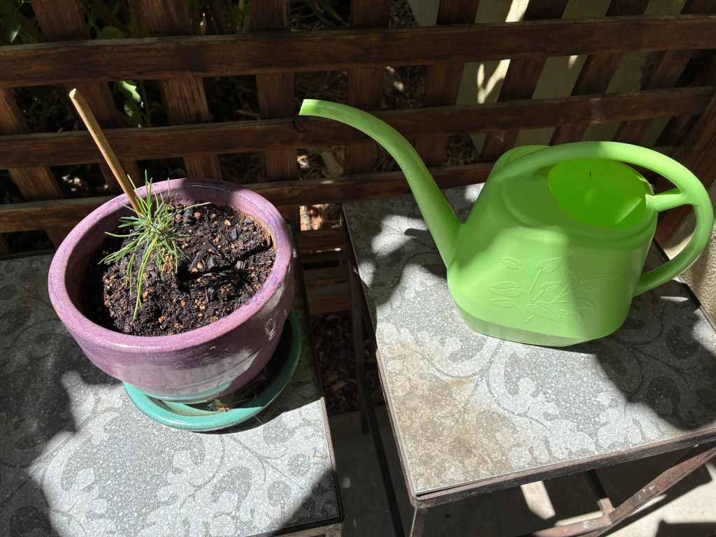 A small potted plant with green shoots in a purple pot, placed on a table next to a bright green watering can.