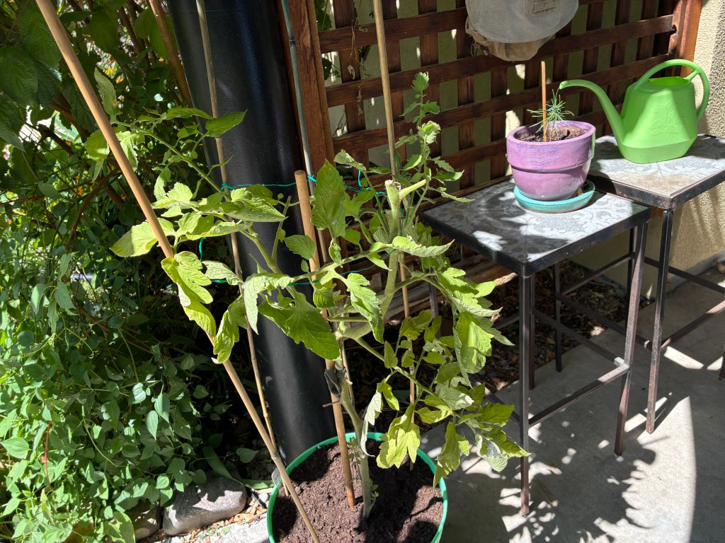 A green tomato plant in a pot with wooden stakes for support, placed beside a wooden trellis. In the background, a purple pot with a small plant and a green watering can are on a metal table.